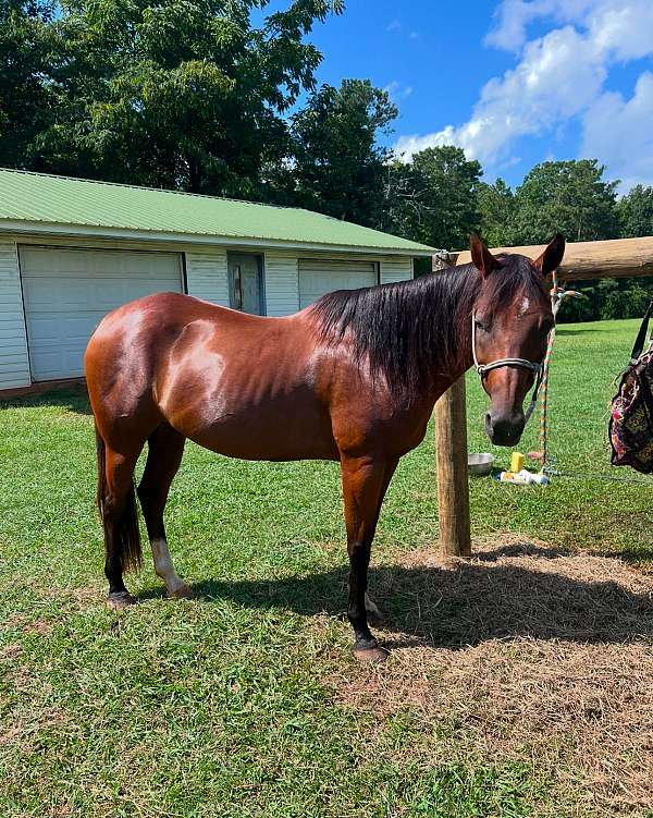 quarter-pony-for-sale