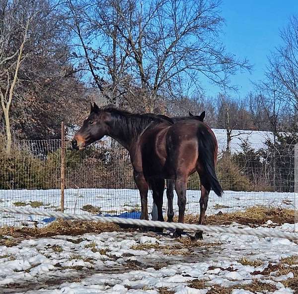 all-around-breeding-quarter-horse