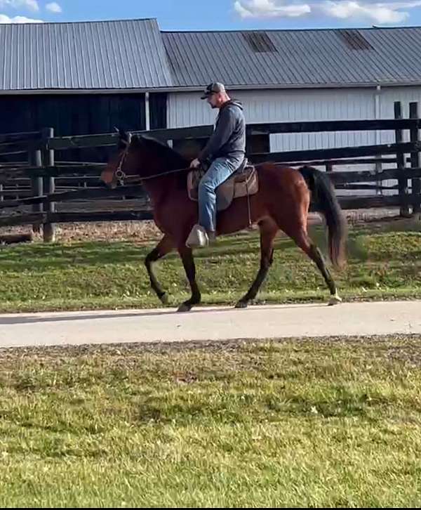 breeding-kentucky-mountain-horse