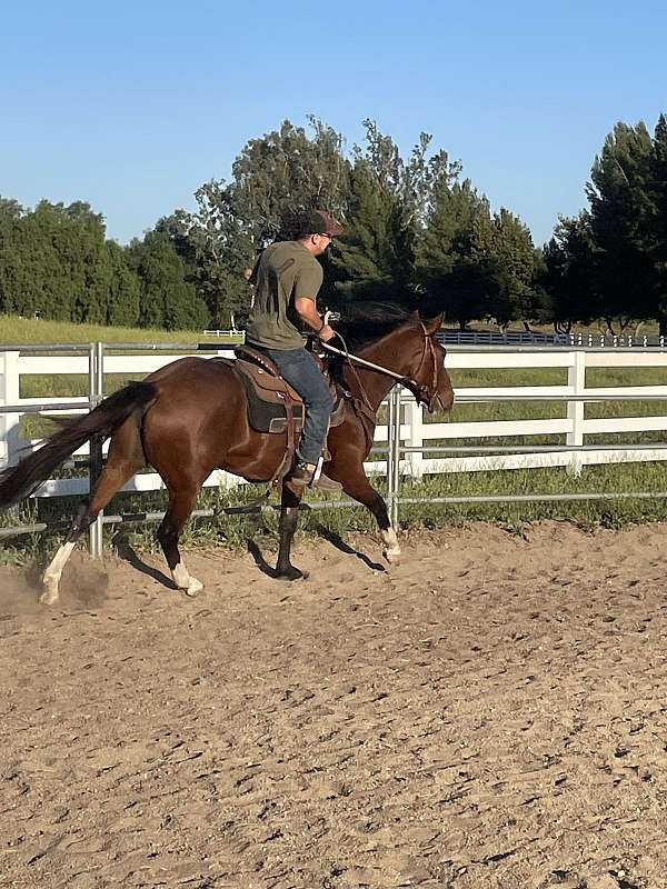 barrel-racing-quarter-horse