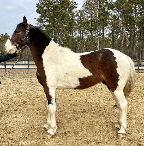 confident-beginner-rocky-mountain-horse