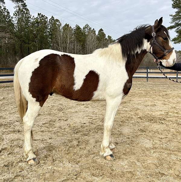 great-personality-rocky-mountain-horse