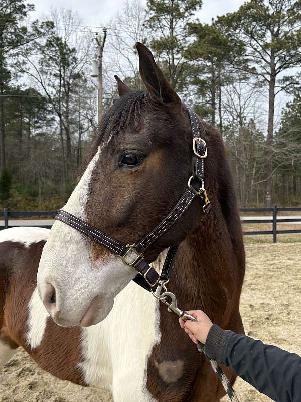 happy-rocky-mountain-horse