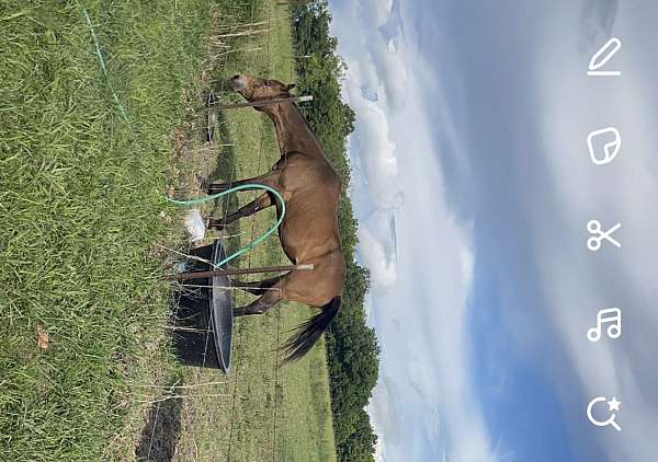 buckskin-quarter-horse-mare