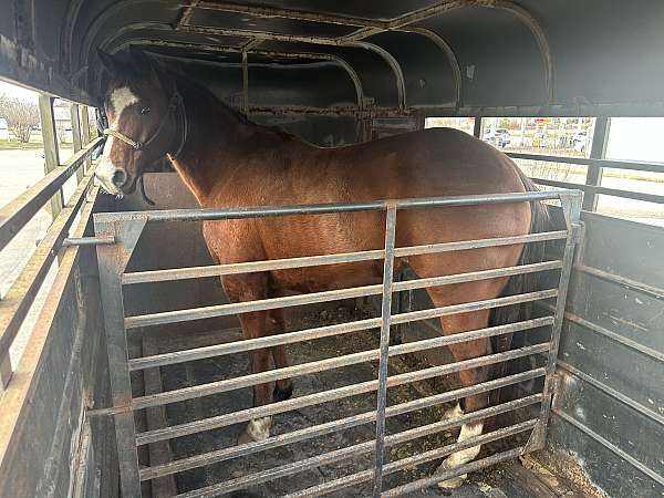 barrel-quarter-horse