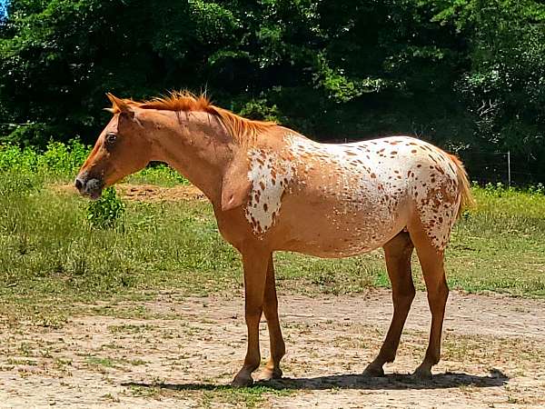 chestnut-blanket-with-shoulder-patches-horse