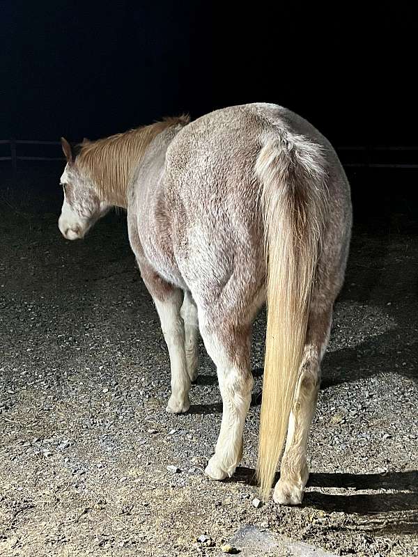 all-around-paint-horse