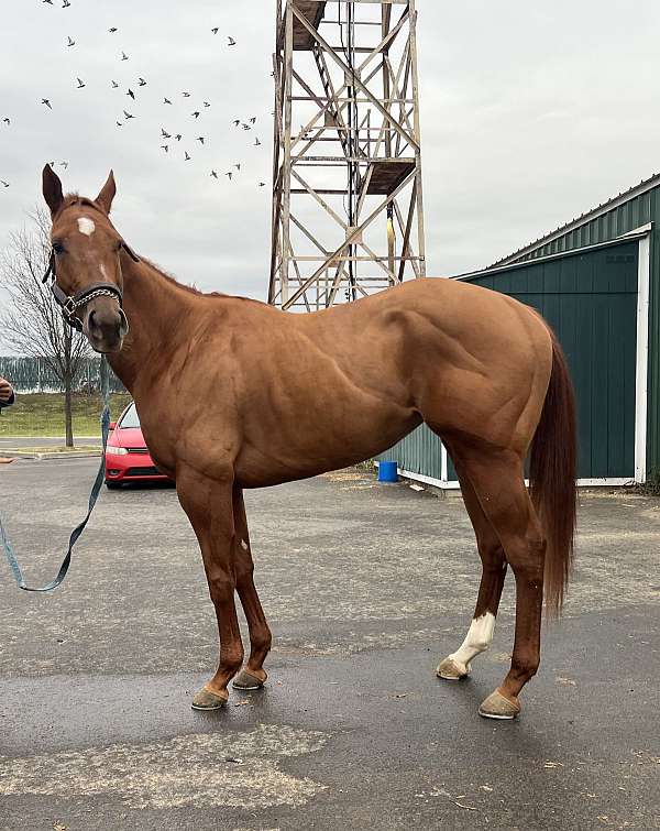 curlin-thoroughbred-horse