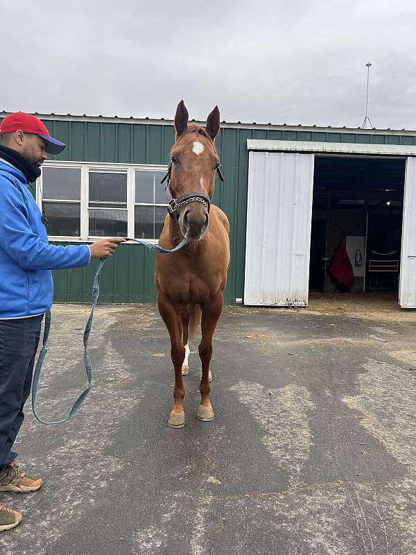 curlin-filly