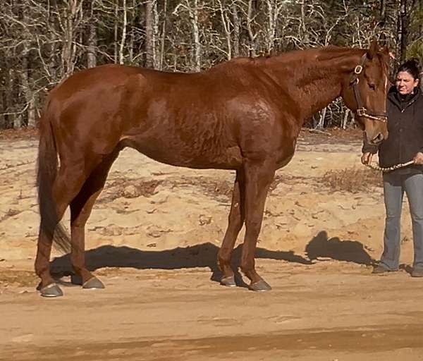 field-hunt-thoroughbred-horse