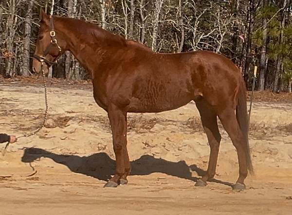 chestnut-field-hunt-horse