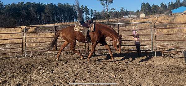 field-hunt-gelding