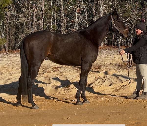 bay-field-hunt-horse