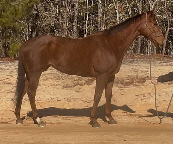 chestnut-field-h-horse