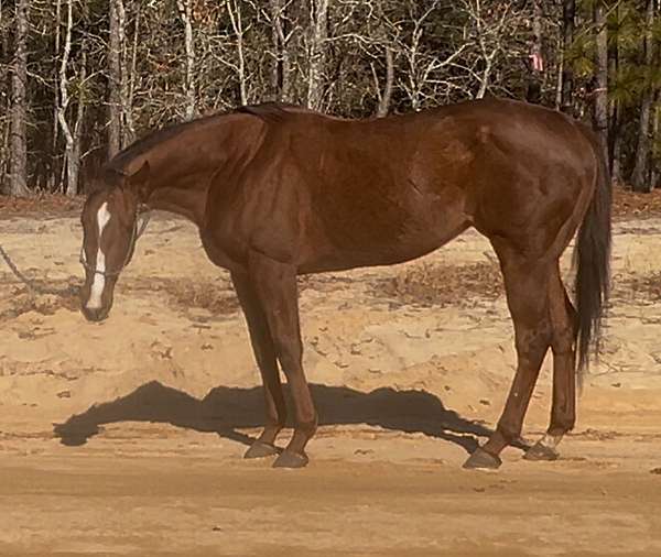 field-h-thoroughbred-horse