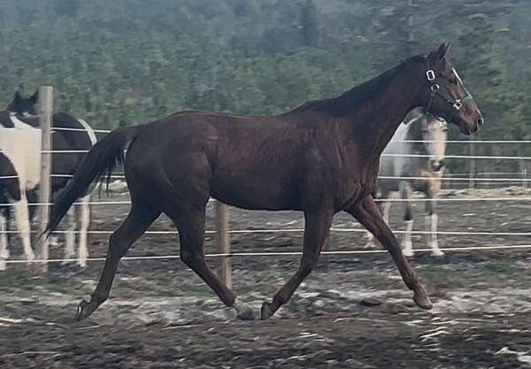 field-h-thoroughbred-horse