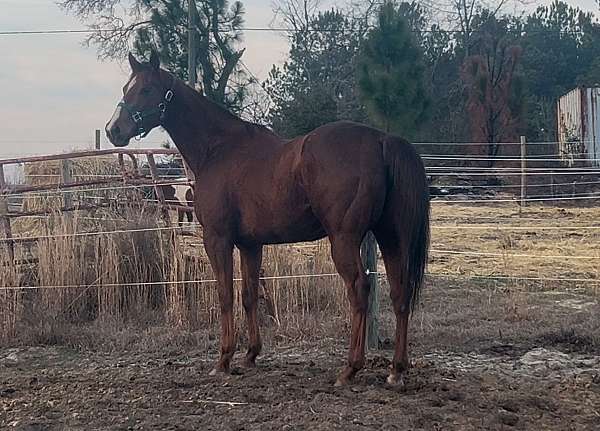 chestnut-field-h-horse