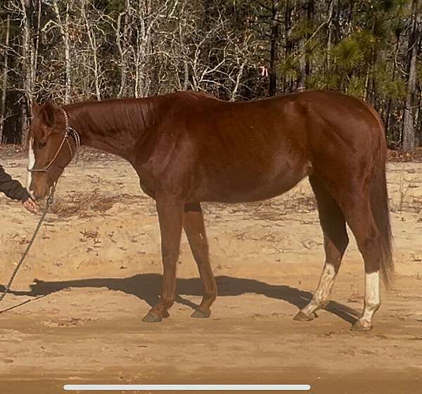 all-around-thoroughbred-horse