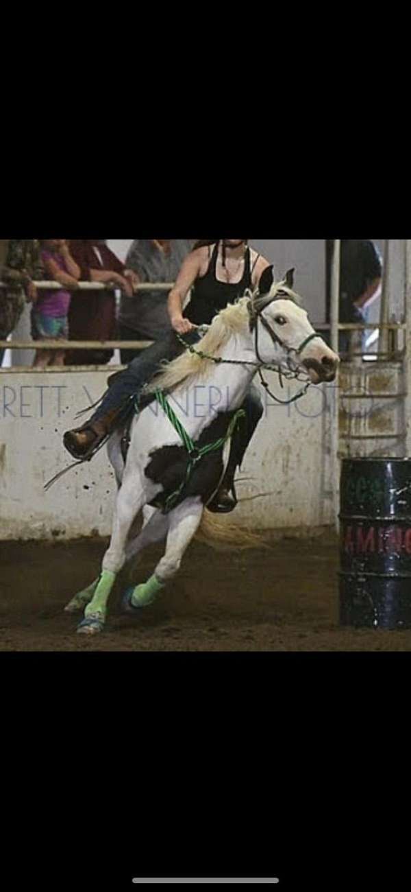 piebald-black-white-pinto-with-medicine-hat-horse