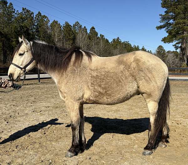 been-there-done-that-draft-horse