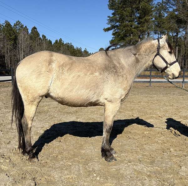 english-or-western-draft-horse