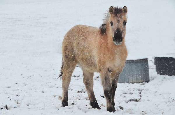 grey-dun-fjord-horse