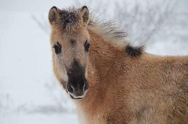 fjord-filly-horse