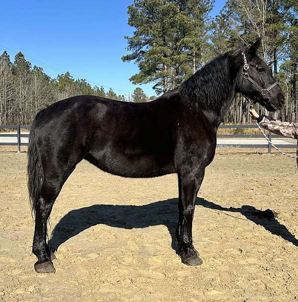 pretty-mover-draft-horse