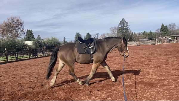 draft-horse