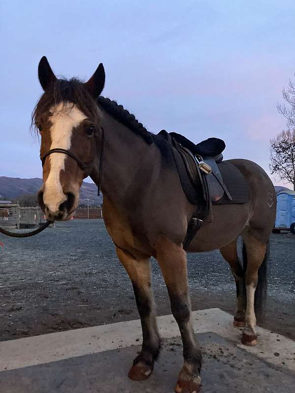 draft-horse-for-sale