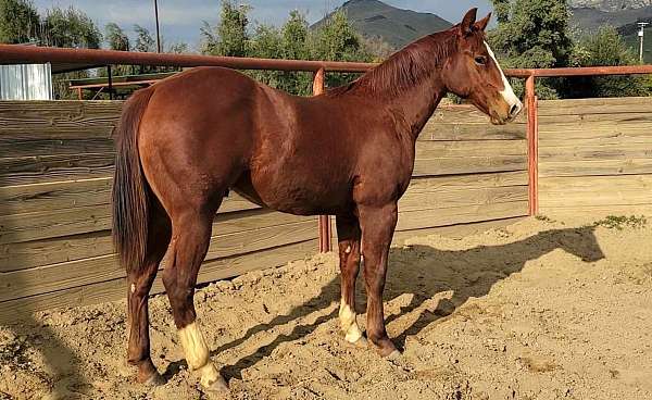 quarter-horse-colt