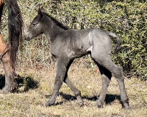 blue-roan-star-horse