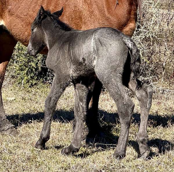 all-around-draft-horse