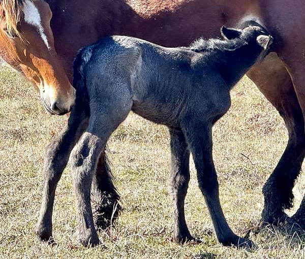 athletic-draft-horse