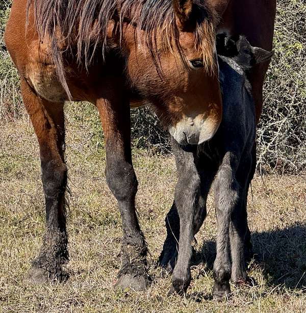 draft-horse