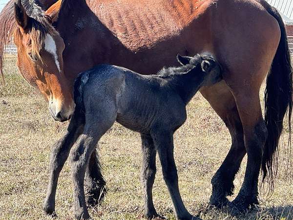 driving-draft-horse