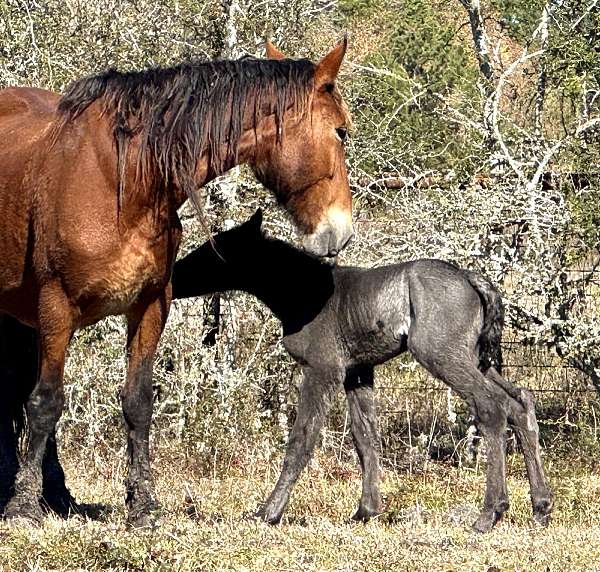 english-pleasure-draft-horse