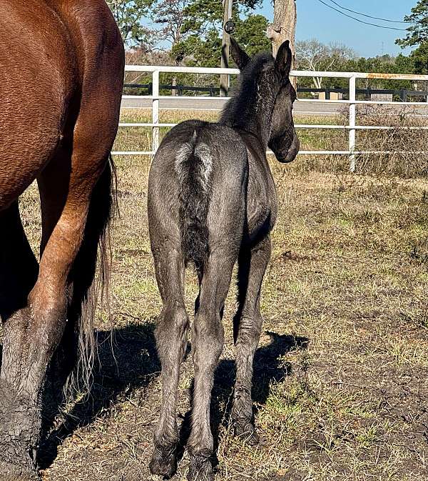 all-around-draft-horse