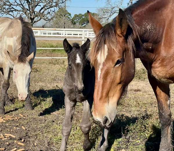 beautiful-filly-draft-horse