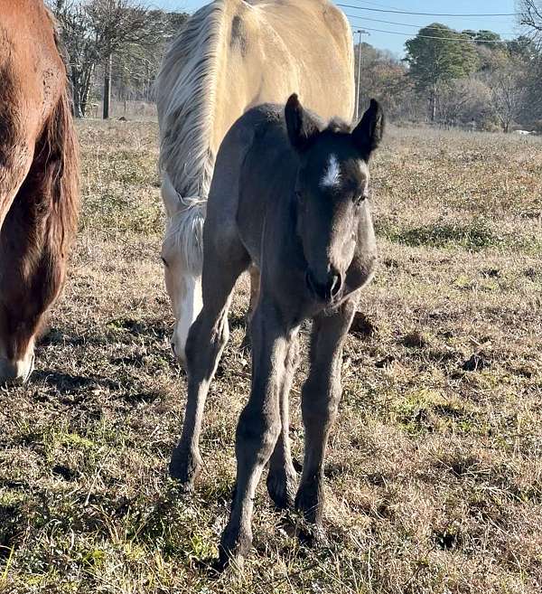 dam-draft-horse