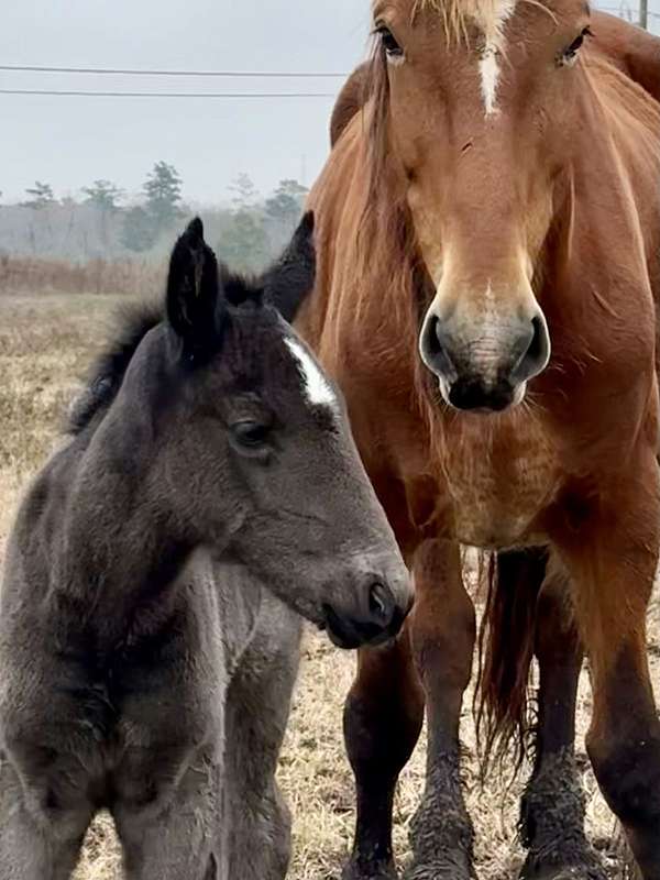 dressage-prospect-draft-horse