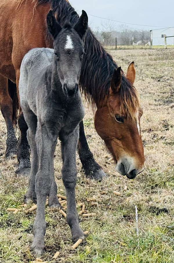 excel-draft-horse