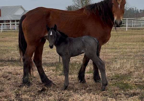 halter-broke-draft-horse