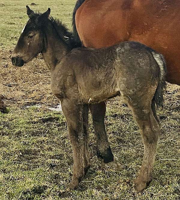 deposit-draft-horse