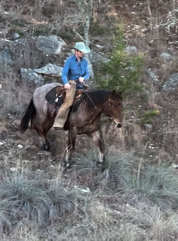 all-around-prospect-draft-horse