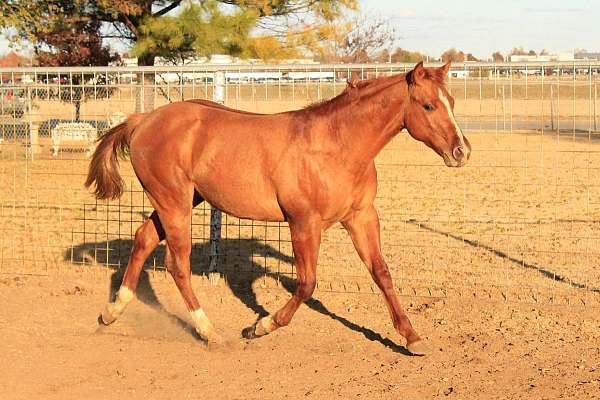 quarter-horse-colt