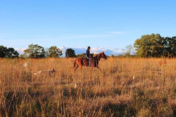 roan-sorrel-quarter-horse-gelding