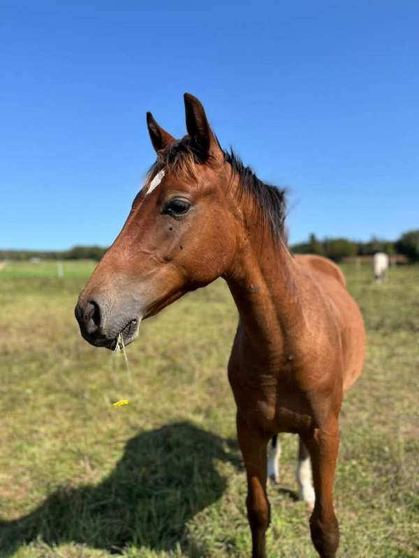 basics-warmblood-horse