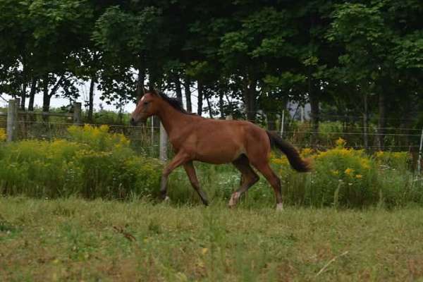 great-mover-warmblood-horse