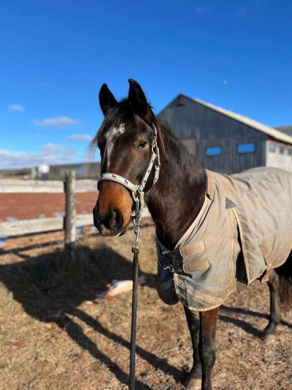 dressage-warmblood-horse